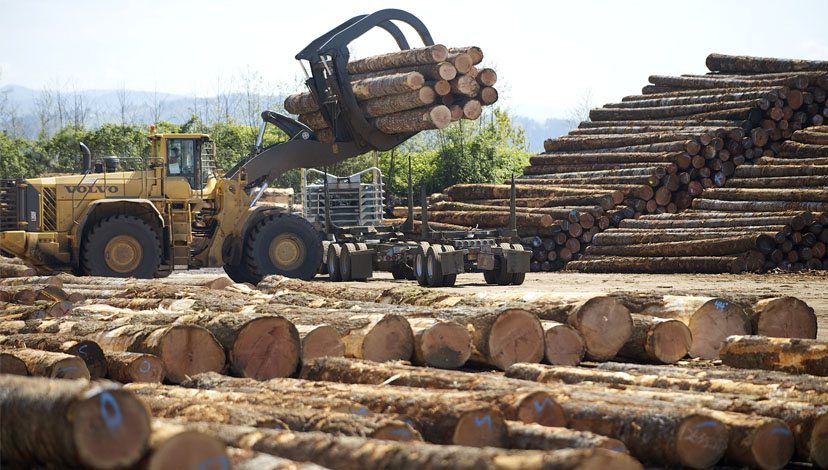 Timber and forest products